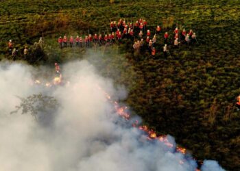 Treinamento de combate ao fogo qualifica novos soldados dos Bombeiros para atuar em incêndios florestais