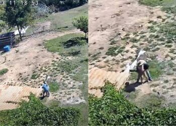 Gritos, desespero e trama macabra: imagens mostram luta de jovem com idoso que tentou m*ta-la