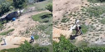 Gritos, desespero e trama macabra: imagens mostram luta de jovem com idoso que tentou m*ta-la