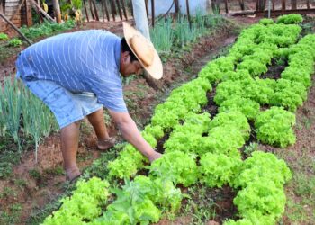 Mercado Solidário: app vai conectar agricultores familiares e consumidores pelo celular  