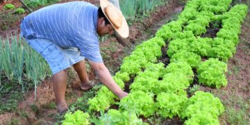 Mercado Solidário: app vai conectar agricultores familiares e consumidores pelo celular  