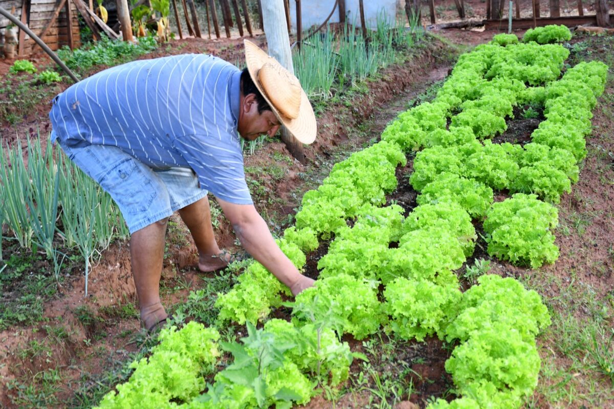 Mercado Solidário: app vai conectar agricultores familiares e consumidores pelo celular  