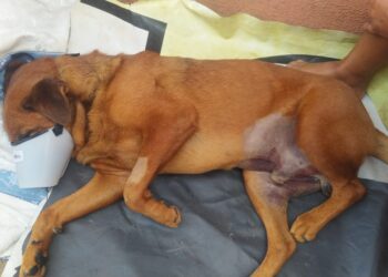 Família de Bradock precisa arrecadar R$ 4 mil para cirurgia salvadora