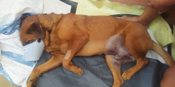 Família de Bradock precisa arrecadar R$ 4 mil para cirurgia salvadora