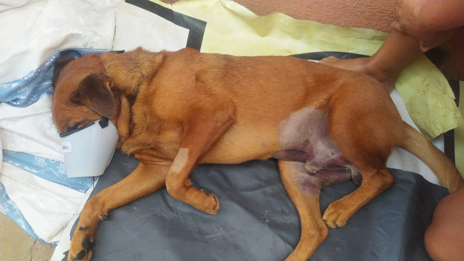 Família de Bradock precisa arrecadar R$ 4 mil para cirurgia salvadora