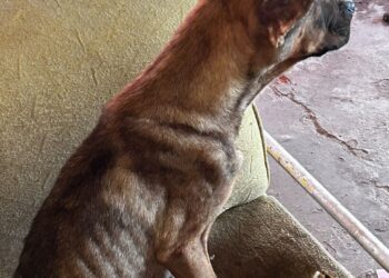 Polícia Civil resgata cães abandonados em imóvel fechado em Corumbá