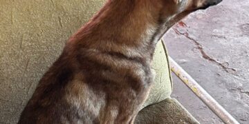 Polícia Civil resgata cães abandonados em imóvel fechado em Corumbá