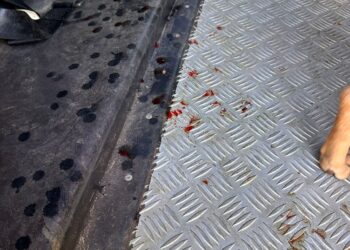 Homem é preso após ser denunciado pela irmã por prática de zoofilia