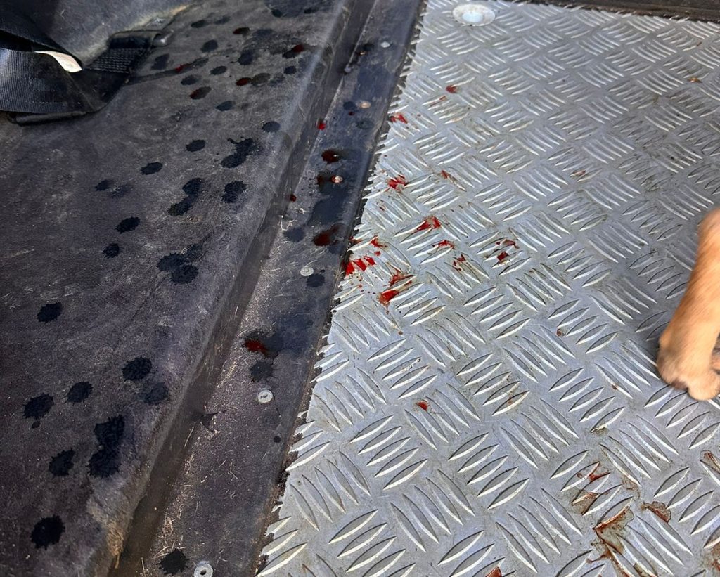 Homem é preso após ser denunciado pela irmã por prática de zoofilia