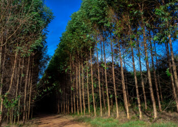 Inocência: Senai e Arauco oferecem 150 vagas para treinamentos gratuitos em Inocência