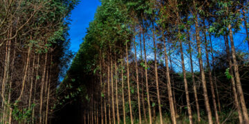 Inocência: Senai e Arauco oferecem 150 vagas para treinamentos gratuitos em Inocência