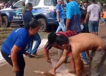 Vídeo: Carreta com porcos tomba em Dourados e populares saqueiam carga viva