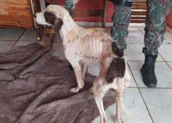 Cachorro debilitado é resgatado de maus-tratos em Nova Andradina