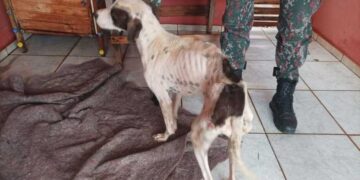 Cachorro debilitado é resgatado de maus-tratos em Nova Andradina