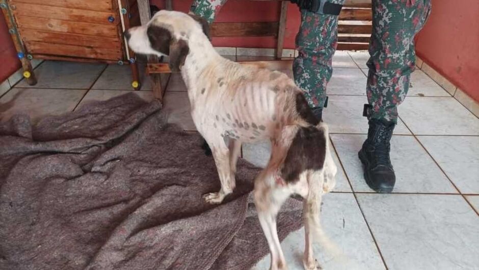 Cachorro debilitado é resgatado de maus-tratos em Nova Andradina