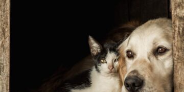 Superintendência de Proteção Animal realiza festival para discutir saúde única