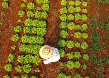 Com 80 mil famílias, MS integra agricultura familiar a projetos inclusivos e inovadores