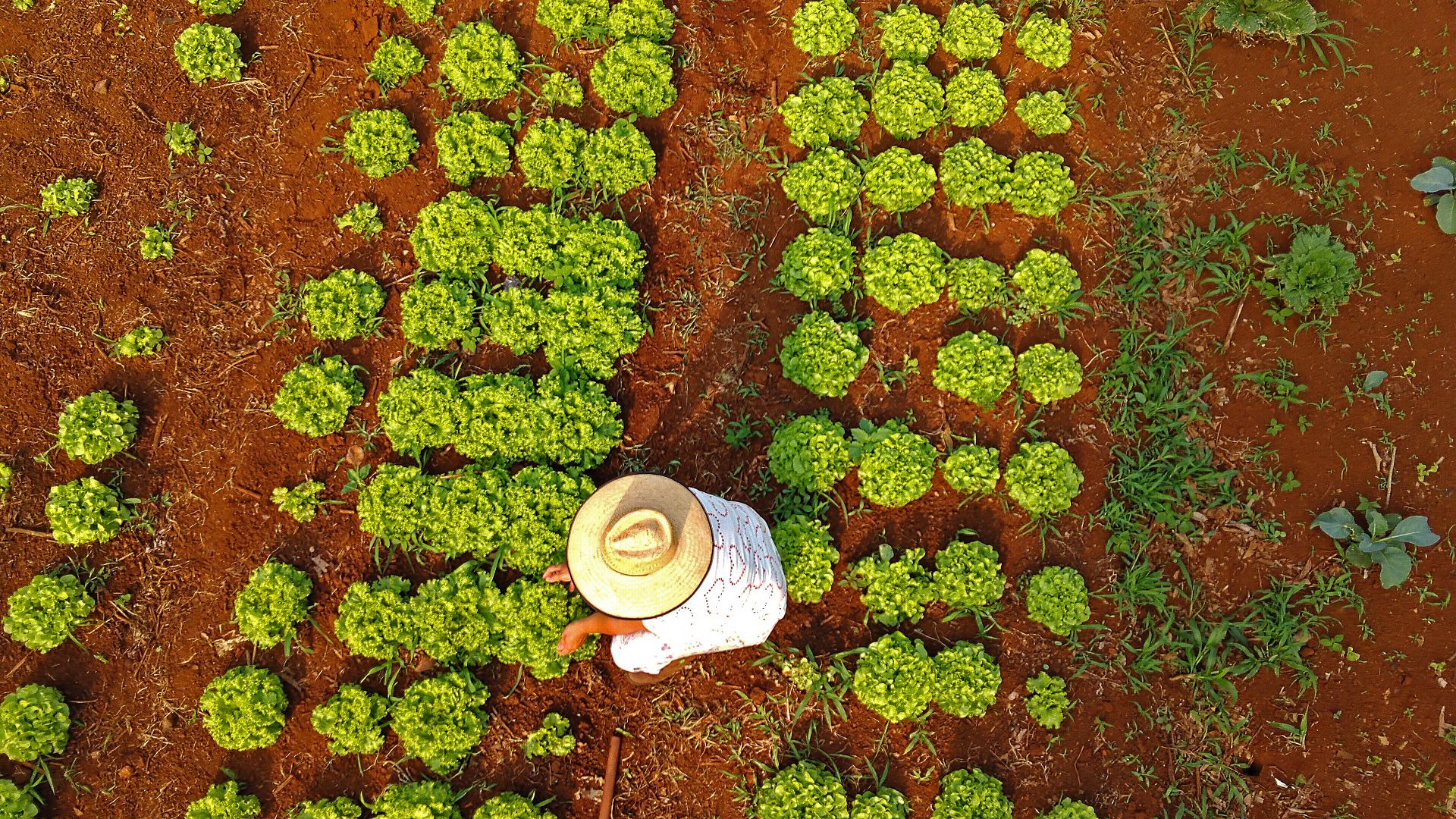 Com 80 mil famílias, MS integra agricultura familiar a projetos inclusivos e inovadores