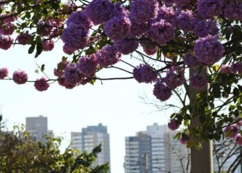 Julho começa com frio em MS e temperatura sobe ao longo da semana