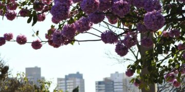 Julho começa com frio em MS e temperatura sobe ao longo da semana