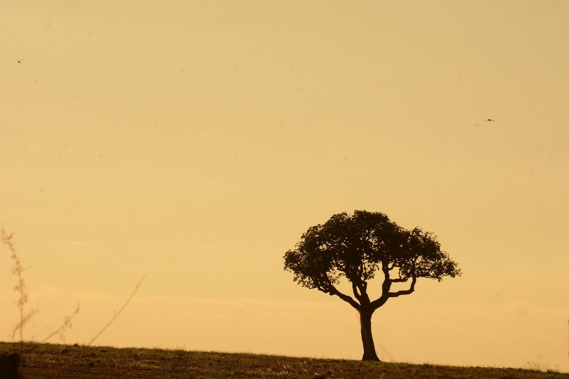 Sexta-feira tem previsão de altas temperaturas e tempo seco em Mato Grosso do Sul