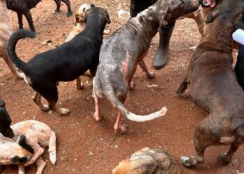 Protetoras de ONG são presas pela Decat e defesa alega perseguição; imagens são fortes