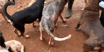 Protetoras de ONG são presas pela Decat e defesa alega perseguição; imagens são fortes