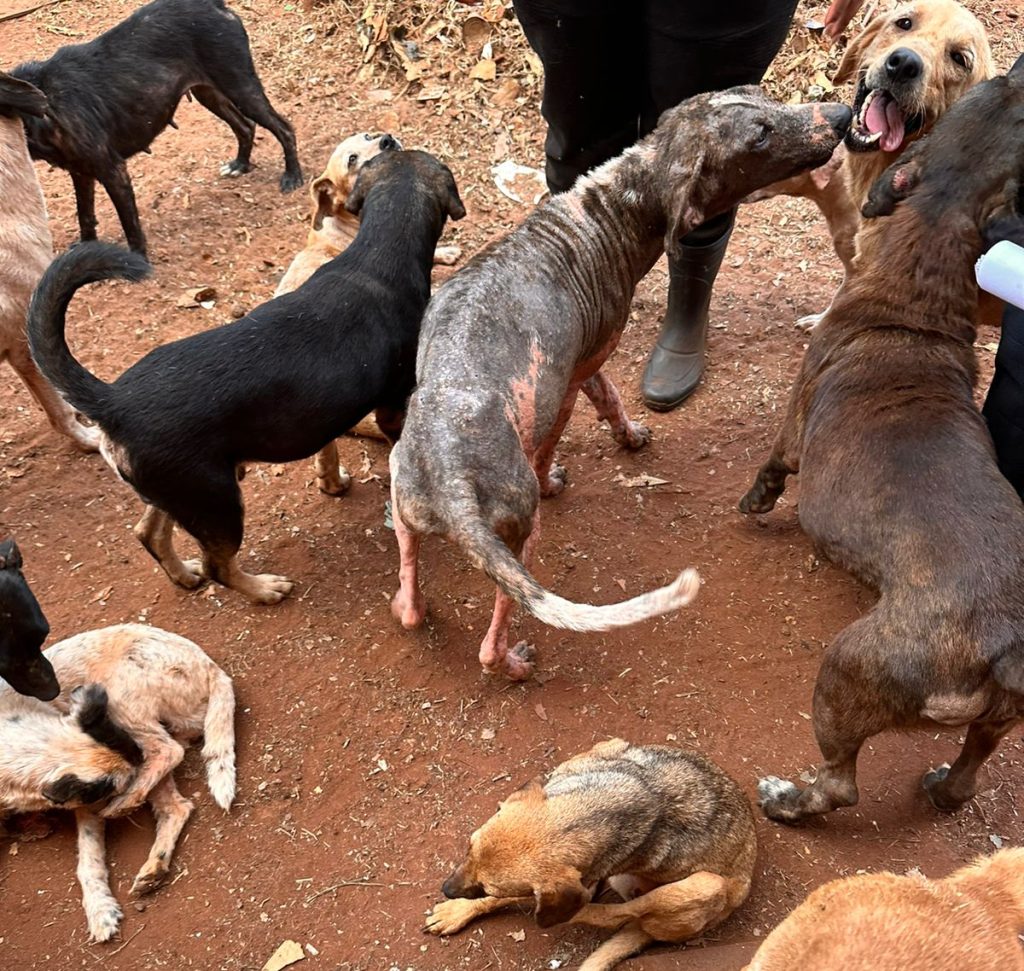 Protetoras de ONG são presas pela Decat e defesa alega perseguição; imagens são fortes