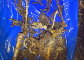 Ossada humana é encontrada por trabalhadores de concessionária de energia em Maracaju