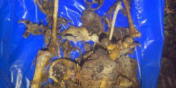 Ossada humana é encontrada por trabalhadores de concessionária de energia em Maracaju