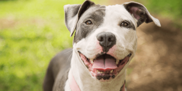 Guarda Civil dá tiros no chão para escapar de ataque de Pitbull no Santa Luzia