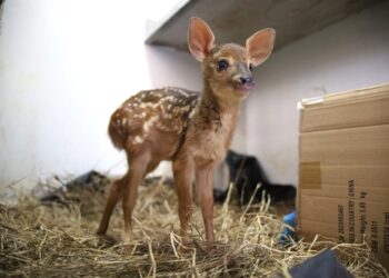 Vida Animal: filhotes de veado e anta são resgatados de incêndios e se recuperam para voltar à natureza