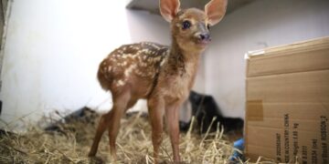 Vida Animal: filhotes de veado e anta são resgatados de incêndios e se recuperam para voltar à natureza