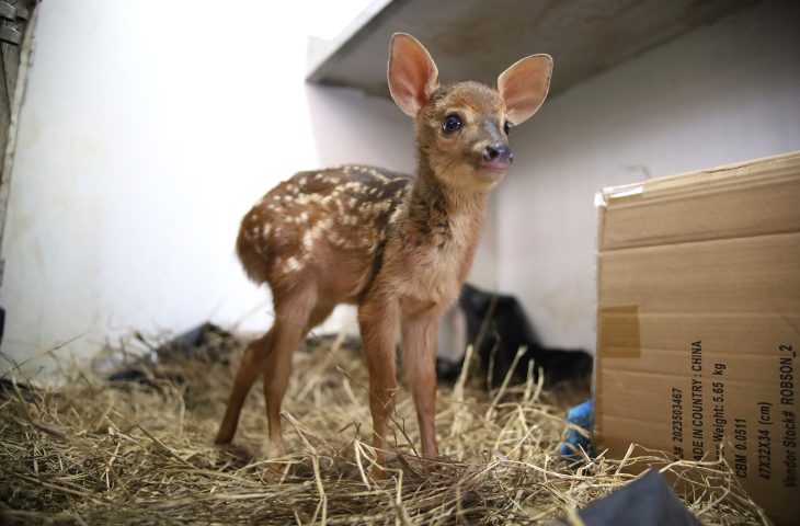 Vida Animal: filhotes de veado e anta são resgatados de incêndios e se recuperam para voltar à natureza