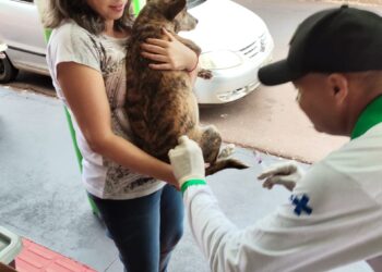 Campanha de Vacinação Antirrábica começa nesta quinta-feira em Dourados