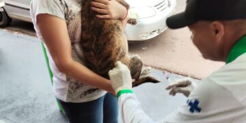 Campanha de Vacinação Antirrábica começa nesta quinta-feira em Dourados