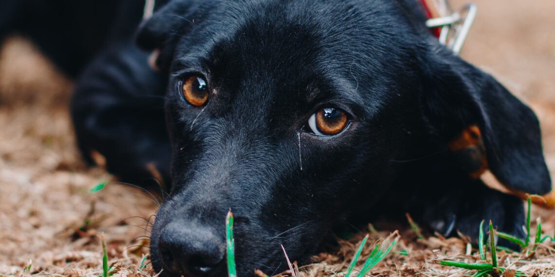 Seu novo melhor amigo te espera na Feira de Adoção do CCZ que acontece neste final de semana  