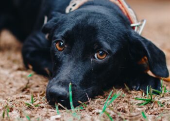 Seu novo melhor amigo te espera na Feira de Adoção do CCZ que acontece neste final de semana  