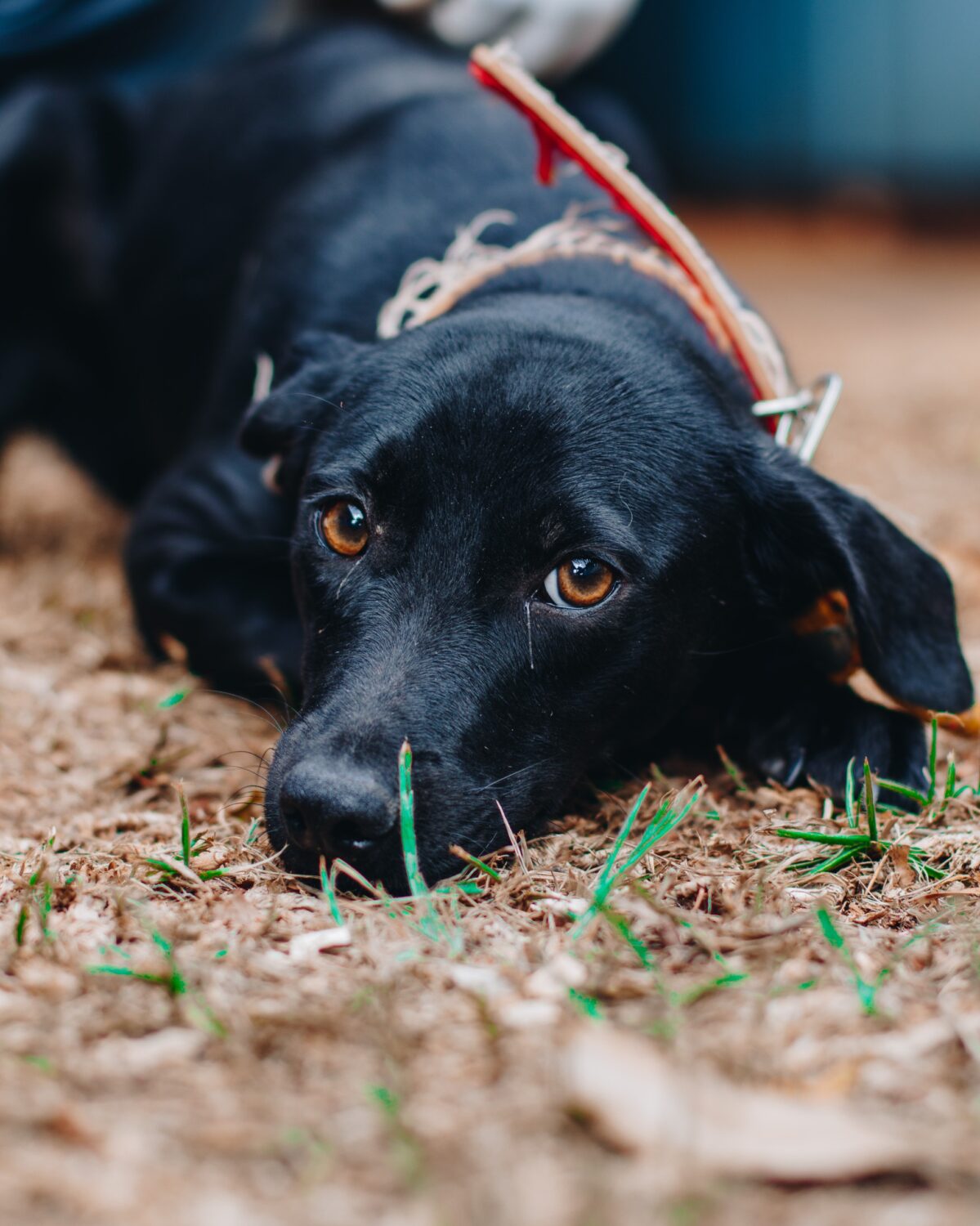 Seu novo melhor amigo te espera na Feira de Adoção do CCZ que acontece neste final de semana  