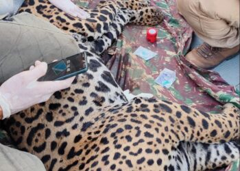 Pantanal: Onça-pintada Antã é a segunda resgatada no Pantanal de MS em quatro dias