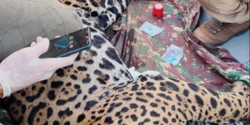 Pantanal: Onça-pintada Antã é a segunda resgatada no Pantanal de MS em quatro dias