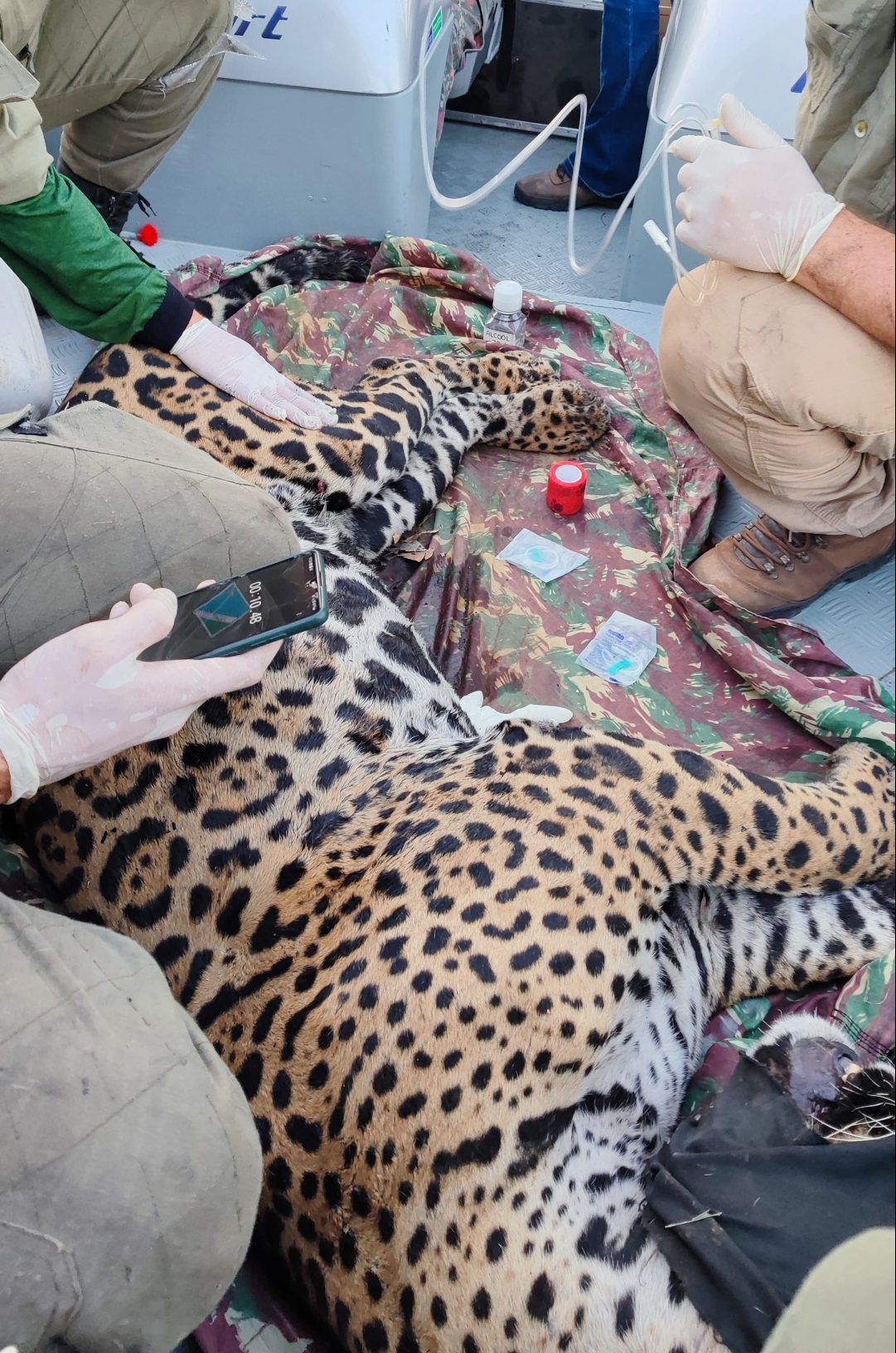 Pantanal: Onça-pintada Antã é a segunda resgatada no Pantanal de MS em quatro dias