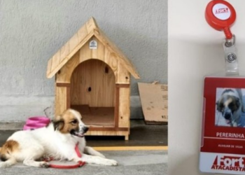 Grupo Pereira Dia Mundial do Cachorro com ação contra maus-tratos aos animais