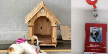 Grupo Pereira Dia Mundial do Cachorro com ação contra maus-tratos aos animais