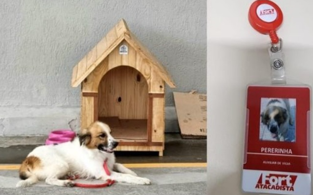 Grupo Pereira Dia Mundial do Cachorro com ação contra maus-tratos aos animais