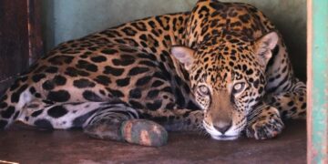 Após tratamento onças-pintadas se recuperam e Miranda pode voltar à natureza em 30 dias