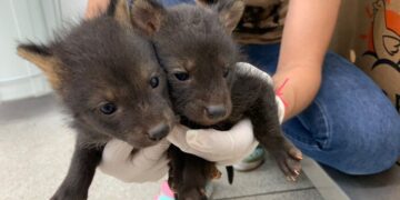 Três animais silvestres são resgatados e encaminhados ao Hospital Ayty do Imasul