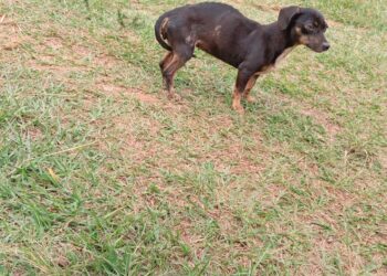 Nesta semana duas pessoas foram presas por maus-tratos a animais em Amambai