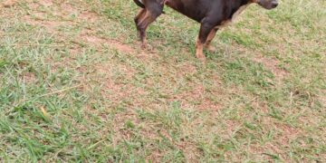 Nesta semana duas pessoas foram presas por maus-tratos a animais em Amambai