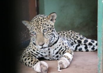 Após resgate no Pantanal, onça pintada se alimenta e está em recuperação no CRAS